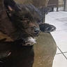 black_dog, close_up, couch, cozy, dog, floppy_ears, fur, furniture, home, indoor, lying_down, nose, paw, pet, puppy, relaxed, resting, sleeping, snout, tiled_floor