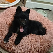 Sirius a rejoint le concours — aidez-le/la à gagner de superbes lots ! animal, black_dog, cables, carpet, cute, dog, dog_bed, fluffy, food_bowl, furniture, home, indoors, lying_down, pet, pet_bowl, pink_bed, playful, portrait, puppy, tongue_out