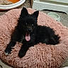 animal, black_dog, cables, carpet, cute, dog, dog_bed, fluffy, food_bowl, furniture, home, indoors, lying_down, pet, pet_bowl, pink_bed, playful, portrait, puppy, tongue_out