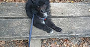 Sirius participe au concours pour gagner de l'argent avec cette photo : animal, autumn, bench, black_dog, collar, cute, dog, fluffy, leash, leaves, lying_down, nature, outdoor, park, pet, portrait, puppy, sitting, small_dog, wood