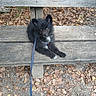 animal, autumn, bench, black_dog, collar, cute, dog, fluffy, leash, leaves, lying_down, nature, outdoor, park, pet, portrait, puppy, sitting, small_dog, wood