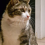 Tigrou participe au concours pour gagner de l'argent avec cette photo : cat, tabby, whiskers, fur, indoor, pet, animal, closeup, portrait, white_chest, ears, eyes, sitting, looking_away, feline, domestic_cat, mammal, curious, cozy, home