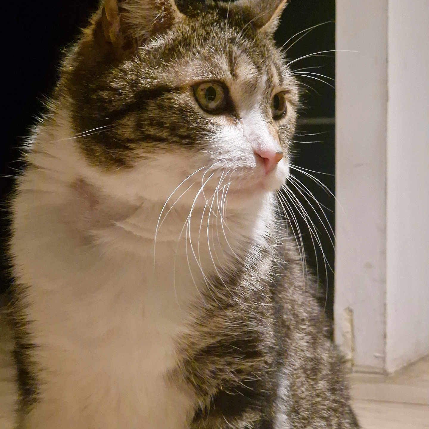 Tigrou participe au concours pour gagner de l'argent avec cette photo : cat, tabby, whiskers, fur, indoor, pet, animal, closeup, portrait, white_chest, ears, eyes, sitting, looking_away, feline, domestic_cat, mammal, curious, cozy, home