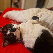 Archie a rejoint le concours — aidez-le/la à gagner de superbes lots ! cat, black_and_white, pet, animal, indoor, bed, blanket, cozy, fur, whiskers, cute, relaxed, lying_down, domestic_cat, mammal, eyes, nose, paws, comfort, resting