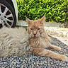 cat, orange_cat, fluffy_fur, outdoor, gravel, car_tire, green_bushes, sunlight, relaxed, animal, pet, nature, wild_look, feline, resting, close_up, daylight, mammal, whiskers, ears