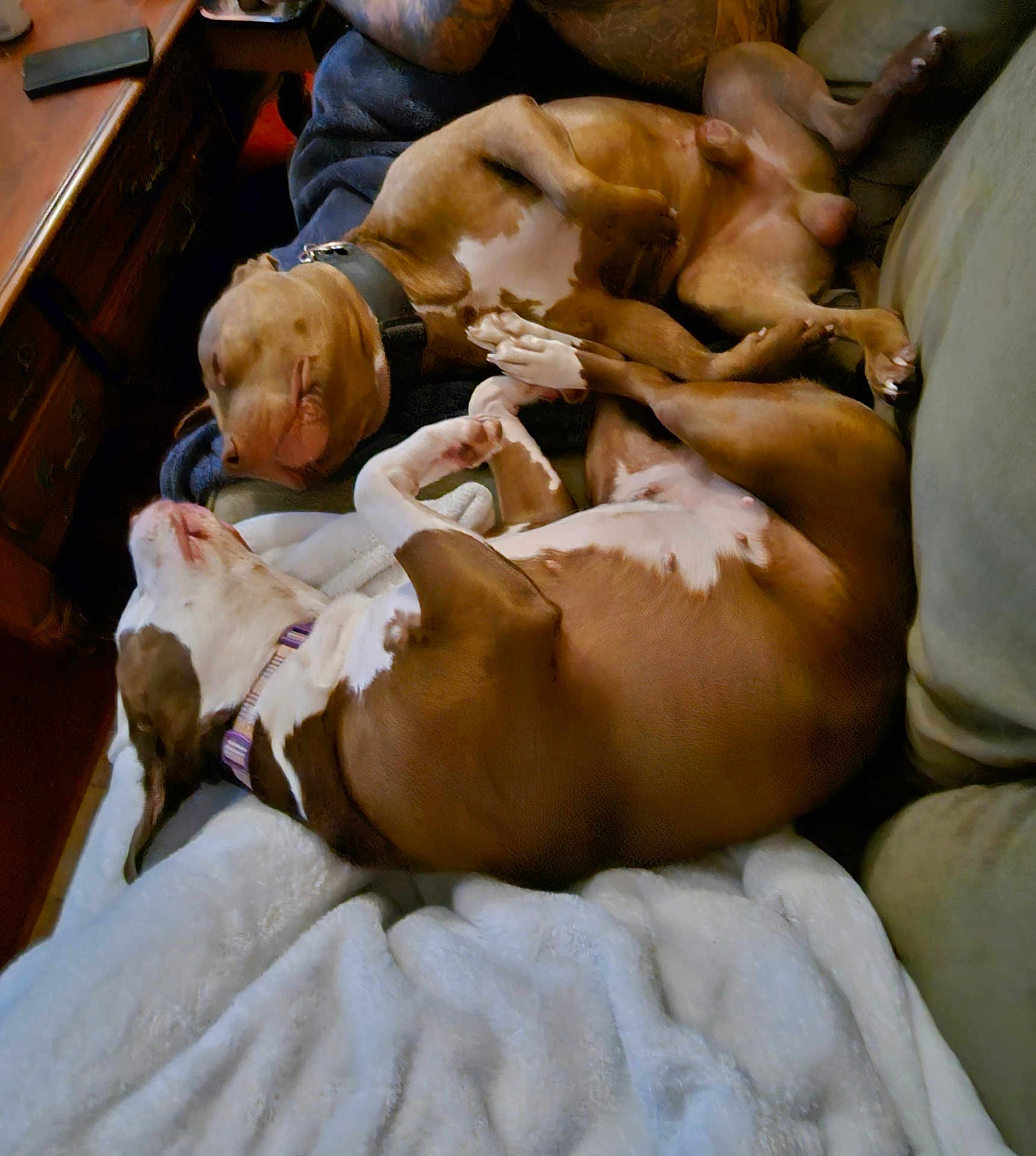 Tonka And Nimbus is registered to the contest to win money with this photo: animal, baby, bed, bodypart, bulldog, canine, couch, dog, face, finger, furniture, hand, head, hound, indoors, person, pet, pitbull, puppy, sleeping