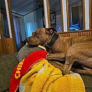 Tonka And Nimbus joined the competition — help win amazing prizes! animal, architecture, blanket, building, bulldog, canine, couch, dog, furniture, hound, indoors, interiordesign, lamp, livingroom, pet, pitbull, pointer, room, shelf, towel