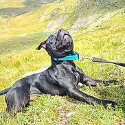 Vegas a rejoint le concours — aidez-le/la à gagner de superbes lots ! animal, black_dog, canine, collar, dog, grass, happy, hill, lake, landscape, leash, mountain, nature, outdoor, pet, relaxed, resting, scenic, summer, sunshine