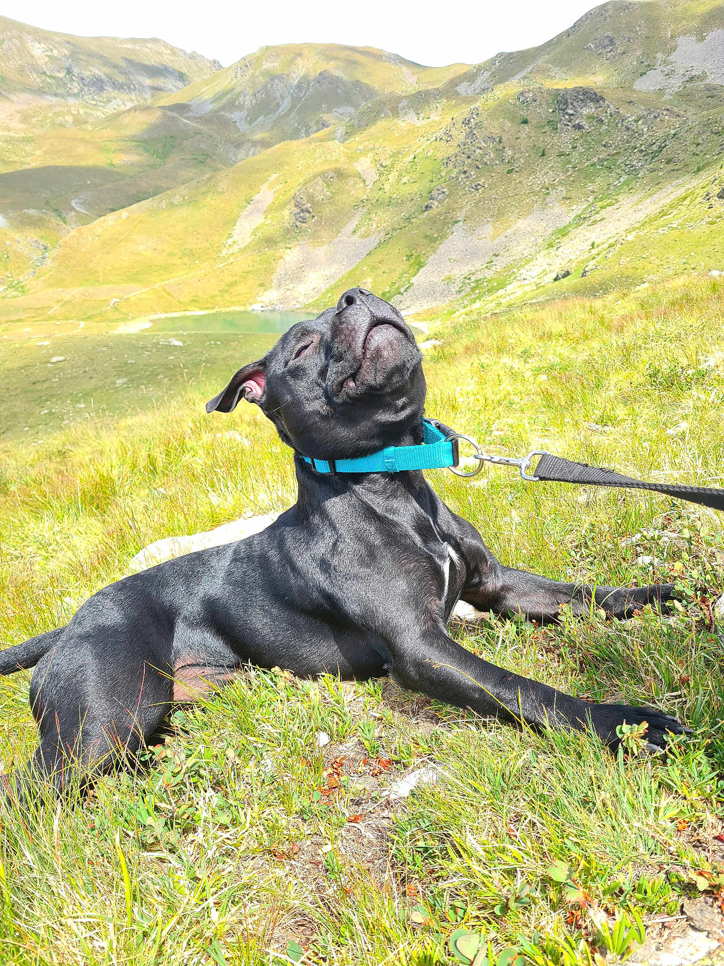 Vegas a rejoint le concours — aidez-le/la à gagner de superbes lots ! animal, black_dog, canine, collar, dog, grass, happy, hill, lake, landscape, leash, mountain, nature, outdoor, pet, relaxed, resting, scenic, summer, sunshine