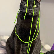 Reaper joined the competition — help win amazing prizes! cat, black_cat, yarn, green_yarn, pet, animal, indoor, sitting, fur, whiskers, ears, eyes, close_up, portrait, playful, curious, feline, soft_light, bed, blanket