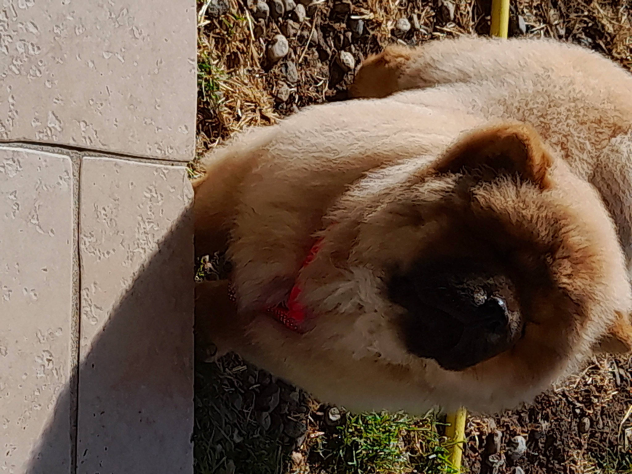 Ulyssia participe au concours pour gagner de l'argent avec cette photo : carnivore, circle, companion_dog, concrete, dog, dog_breed, fawn, fur, grass, liver, natural_material, plant, snout, sporting_group, terrestrial_animal, whiskers, wildlife, working_animal