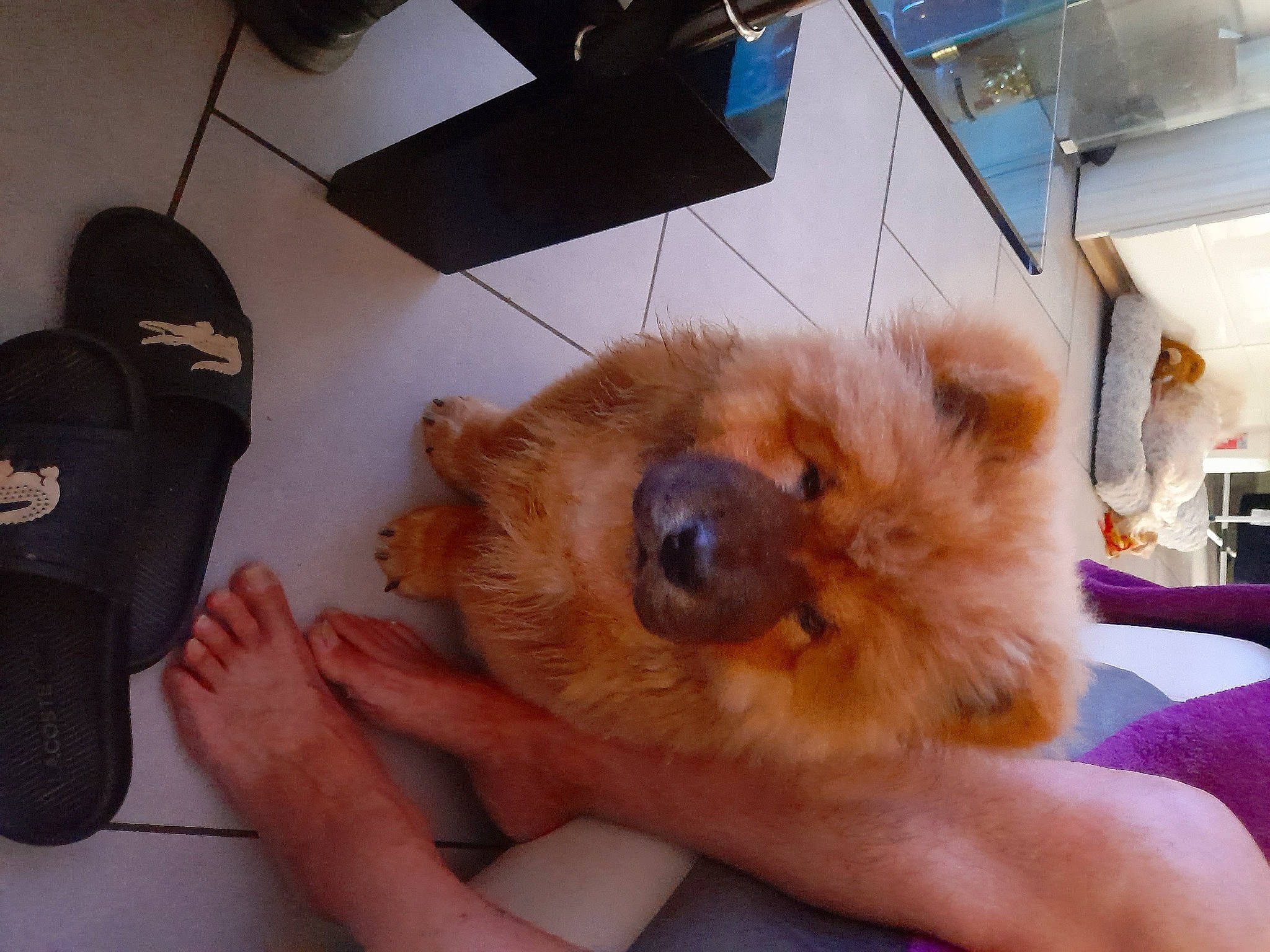 Ulyssia participe au concours pour gagner de l'argent avec cette photo : canidae, carnivore, comfort, companion_dog, dog, dog_breed, fawn, flooring, fur, german_spitz, german_spitz_klein, paw, snout, spitz, sporting_group, sunglasses, toy_dog, watch, whiskers, working_animal