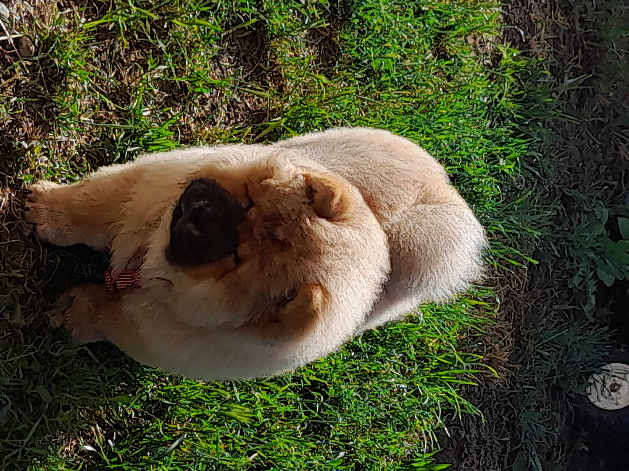 Ulyssia a rejoint le concours — aidez-le/la à gagner de superbes lots ! big_cats, canidae, carnivore, companion_dog, dog, dog_breed, eye, fawn, felidae, fur, grass, plant, snout, sporting_group, tail, terrestrial_animal, whiskers, wildlife