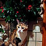 cat, calico_cat, plant, berries, kitchen, countertop, tile, wood, cabinet, greenery, indoor, pet, animal, curious, feline, whiskers, shadow, decor, houseplant, closeup