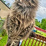animal, backyard, cat, closeup, cloudy, daylight, fence, fluffy, fur, grass, green_eyes, nature, outdoor, pet, plant_pots, portrait, sky, tabby_cat, whiskers, wooden_railing