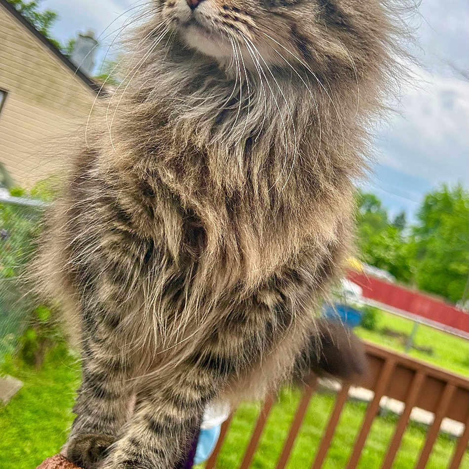 Trumpet joined the competition — help win amazing prizes! animal, backyard, cat, closeup, cloudy, daylight, fence, fluffy, fur, grass, green_eyes, nature, outdoor, pet, plant_pots, portrait, sky, tabby_cat, whiskers, wooden_railing