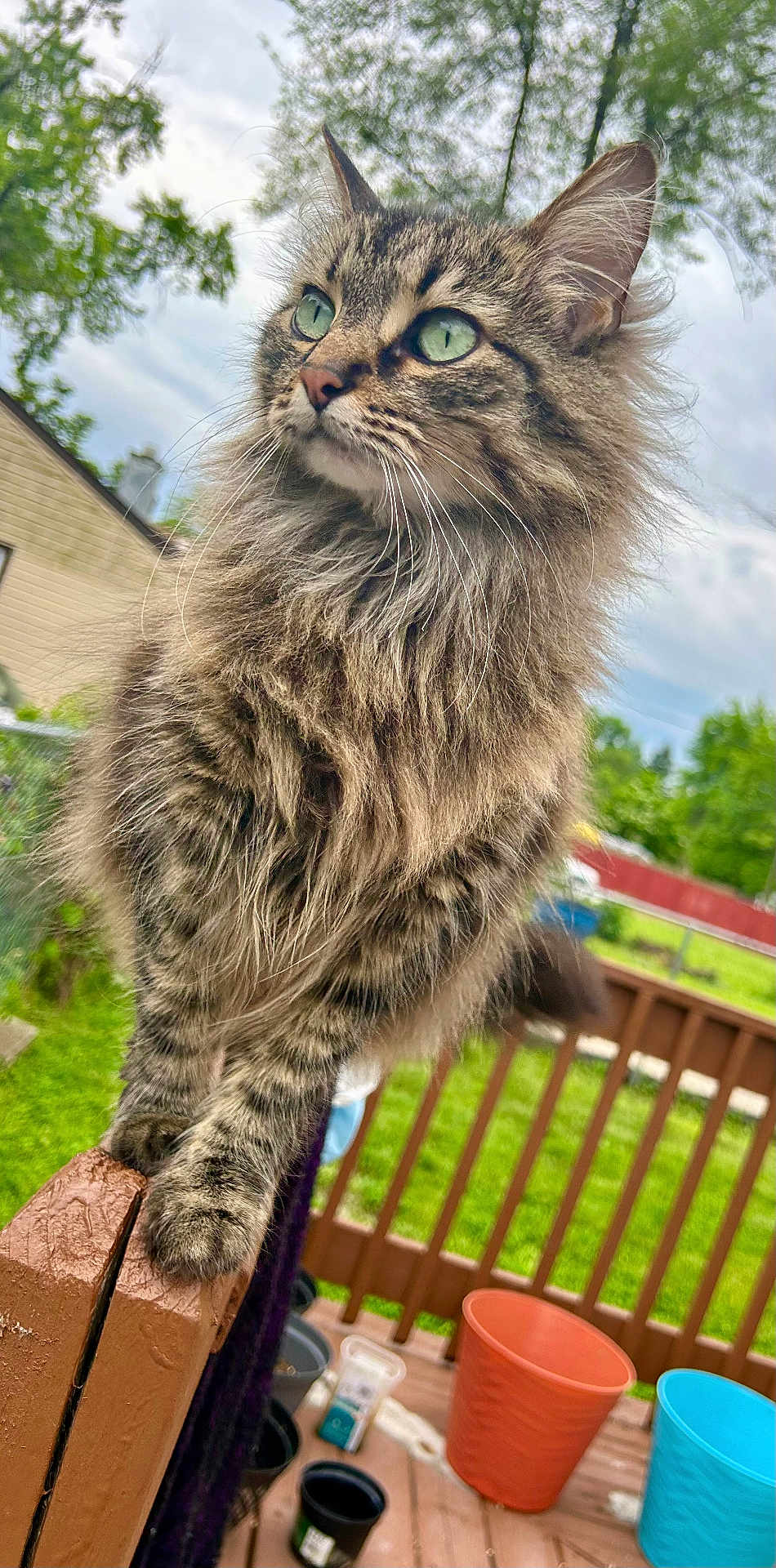 Trumpet joined the competition — help win amazing prizes! animal, backyard, cat, closeup, cloudy, daylight, fence, fluffy, fur, grass, green_eyes, nature, outdoor, pet, plant_pots, portrait, sky, tabby_cat, whiskers, wooden_railing