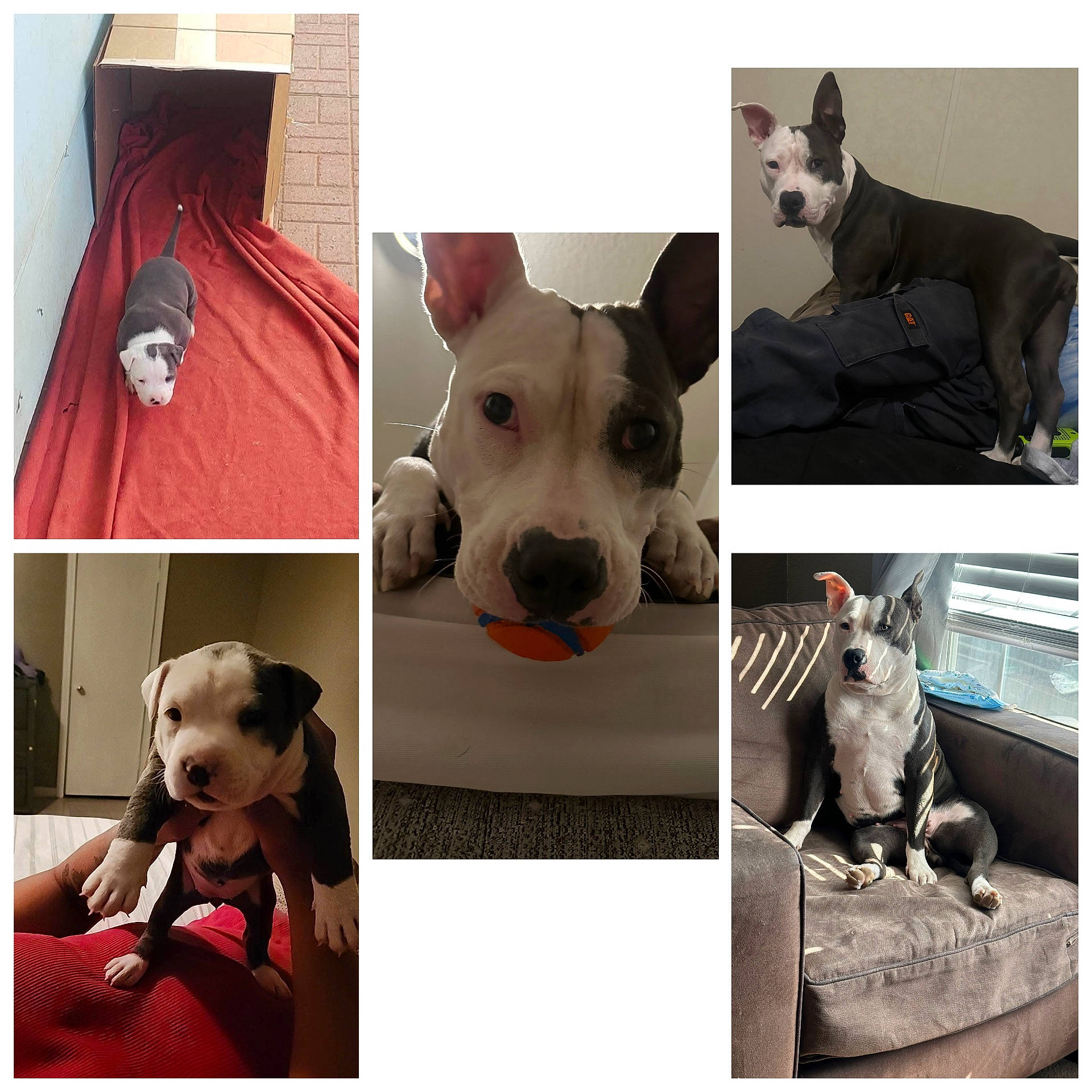 Shiba is registered to the contest to win money with this photo: adult, animal, art, bostonbull, bulldog, canine, collage, couch, cushion, dog, furniture, homedecor, indoors, interiordesign, male, man, person, pet, pitbull, puppy