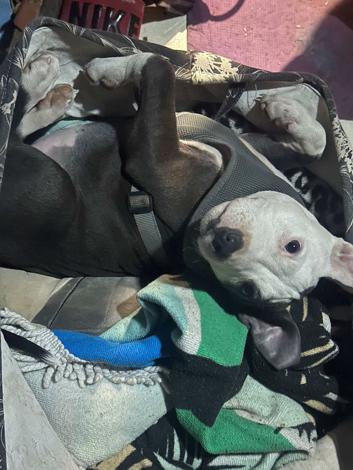 Shiba joined the competition — help win amazing prizes! animal, baby, blanket, bulldog, canine, clothing, couch, dog, footwear, frenchbulldog, furniture, homedecor, hound, laundry, linen, person, pet, pitbull, puppy, shoe