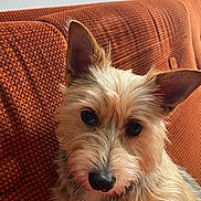 Heidy participe au concours pour gagner de l'argent avec cette photo : animal, brown, canine, closeup, companion, couch, cozy, dog, ears, eyes, fur, home, indoor, nose, orange, pet, portrait, relaxed, scruffy, texture