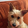 animal, brown, canine, closeup, companion, couch, cozy, dog, ears, eyes, fur, home, indoor, nose, orange, pet, portrait, relaxed, scruffy, texture