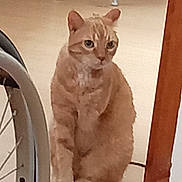 Canelle a rejoint le concours — aidez-le/la à gagner de superbes lots ! cat, orange_tabby, feline, pet, sitting, upright, serious_expression, whiskers, ears, striped_fur, indoor, doorway, floor, ladder, furniture, home, portrait, centered_subject, warm_lighting, full_body