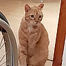 cat, orange_tabby, feline, pet, sitting, upright, serious_expression, whiskers, ears, striped_fur, indoor, doorway, floor, ladder, furniture, home, portrait, centered_subject, warm_lighting, full_body