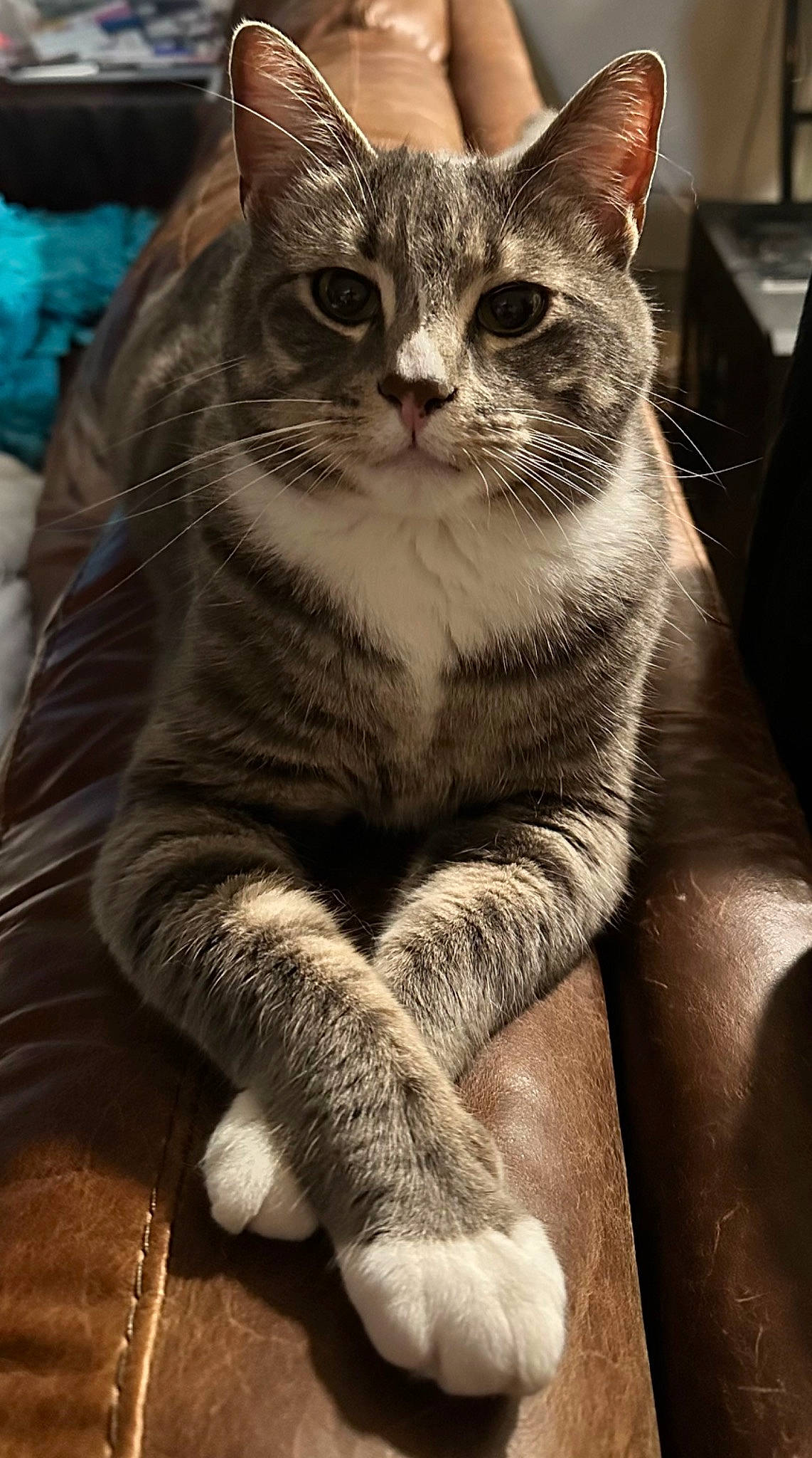 Magna is registered to the contest to win money with this photo: carnivore, cat, claw, comfort, domestic_short_haired_cat, felidae, fur, grey, paw, photography, sitting, small_to_medium_sized_cats, snout, tail, terrestrial_animal, whiskers, wildlife