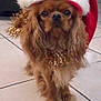 dog, small_dog, santa_hat, holiday, christmas, festive, tinsel, indoor, tile_floor, pet, cute, brown_dog, long_hair, looking_at_camera, animal, domestic_animal, adorable, holiday_season, christmas_decoration, portrait