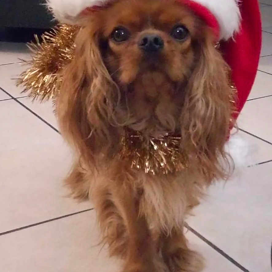 Pepsy participe au concours pour gagner de l'argent avec cette photo : adorable, animal, brown_dog, christmas, christmas_decoration, cute, dog, domestic_animal, festive, holiday, holiday_season, indoor, long_hair, looking_at_camera, pet, portrait, santa_hat, small_dog, tile_floor, tinsel