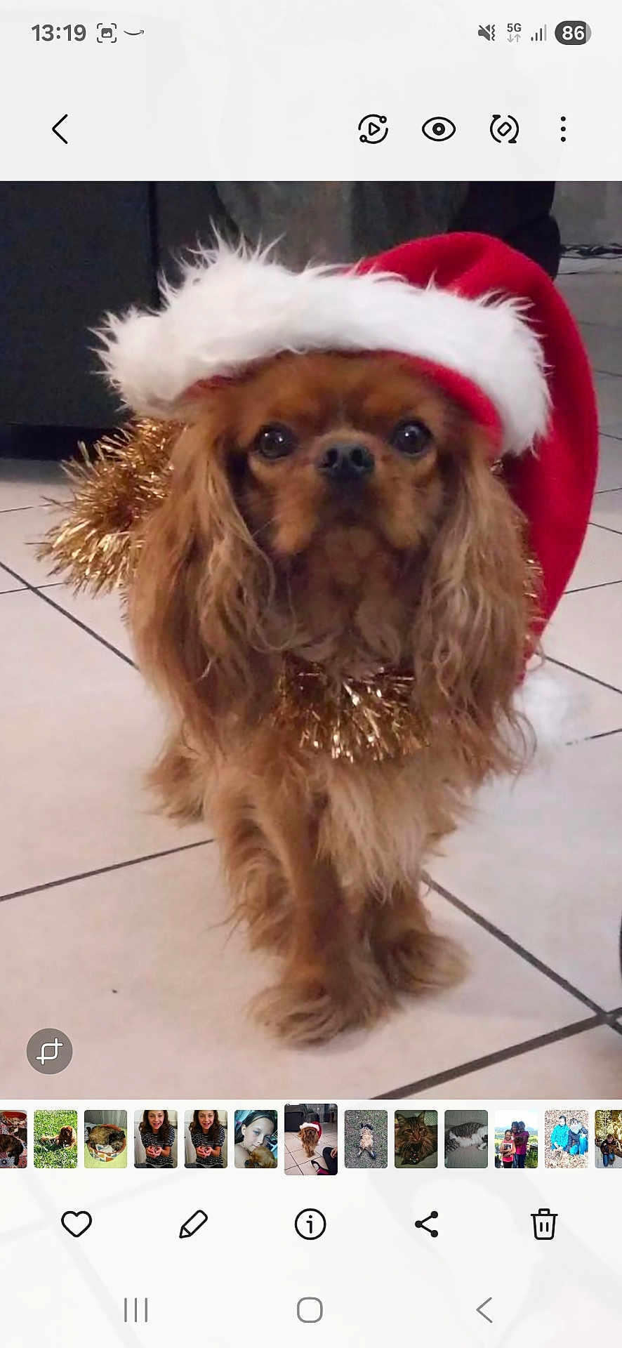 Pepsy participe au concours pour gagner de l'argent avec cette photo : dog, small_dog, santa_hat, holiday, christmas, festive, tinsel, indoor, tile_floor, pet, cute, brown_dog, long_hair, looking_at_camera, animal, domestic_animal, adorable, holiday_season, christmas_decoration, portrait