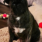 Bubba Prince joined the competition — help win amazing prizes! animal, black_dog, canine, carpet, companion, cozy, curious, cushion, dog, domestic, floor, fur, indoor, looking, pet, plush_toy, portrait, sitting, tilted_head, white_patch