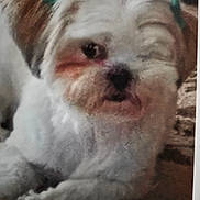 Glorie joined the competition — help win amazing prizes! animal, brown_patches, close_up, companion, cute, dog, domestic_animal, ears, face, fur_texture, furry, green_bows, indoor, lying_down, muzzle, nostrils, pet, portrait, small_dog, white_fur