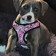 Clare is registered to the contest to win money with this photo: animal, canine, cozy, cute, dog, domestic, ears, face, fluffy_rug, fur, harness, indoor, looking, mammal, pet, pink, portrait, puppy, sitting, young