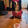 animal, bag, cabinet, clothing, curtains, cute, dog, floor_tiles, food, funny, furniture, ham, heart_shaped_sunglasses, indoor, pet, pink_shirt, plate, sausage, waiting, window