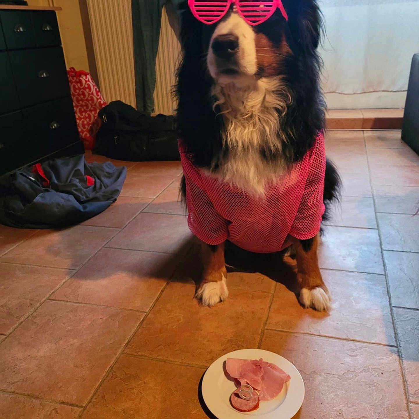Lou participe au concours pour gagner de l'argent avec cette photo : animal, bag, cabinet, clothing, curtains, cute, dog, floor_tiles, food, funny, furniture, ham, heart_shaped_sunglasses, indoor, pet, pink_shirt, plate, sausage, waiting, window