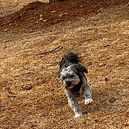 Diezel is registered to the contest to win money with this photo: dog, puppy, outdoor, grass, dry_grass, autumn, tree, leaves, brown, black_and_white, furry, fluffy, running, playing, walking, park, nature, stick, animal, portrait