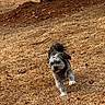 dog, puppy, outdoor, grass, dry_grass, autumn, tree, leaves, brown, black_and_white, furry, fluffy, running, playing, walking, park, nature, stick, animal, portrait