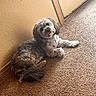 Diezel is registered to the contest to win money with this photo: dog, pet, small_dog, fluffy, shaggy, curly_fur, brown_fur, gray_fur, lying_down, relaxed, indoor, carpet, floor, sunlight, sunbeam, corner, wall, door, home, portrait