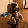 Diezel is registered to the contest to win money with this photo: dog, pet, small_dog, fluffy, brown_fur, gray_fur, sitting, upright_pose, front_paws, long_ears, collar, indoors, home, kitchen, tile_floor, carpet, food_bowls, water_bowl, adorable, portrait