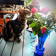 Luna participe au concours pour gagner de l'argent avec cette photo : cat, tabby_cat, flowers, roses, blue_vase, table, tablecloth, indoor, plant, candelabra, furniture, decor, natural_light, curious, pet, domestic_animal, green_leaves, wooden_furniture, photo_frame, cozy