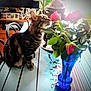 cat, tabby_cat, flowers, roses, blue_vase, table, tablecloth, indoor, plant, candelabra, furniture, decor, natural_light, curious, pet, domestic_animal, green_leaves, wooden_furniture, photo_frame, cozy