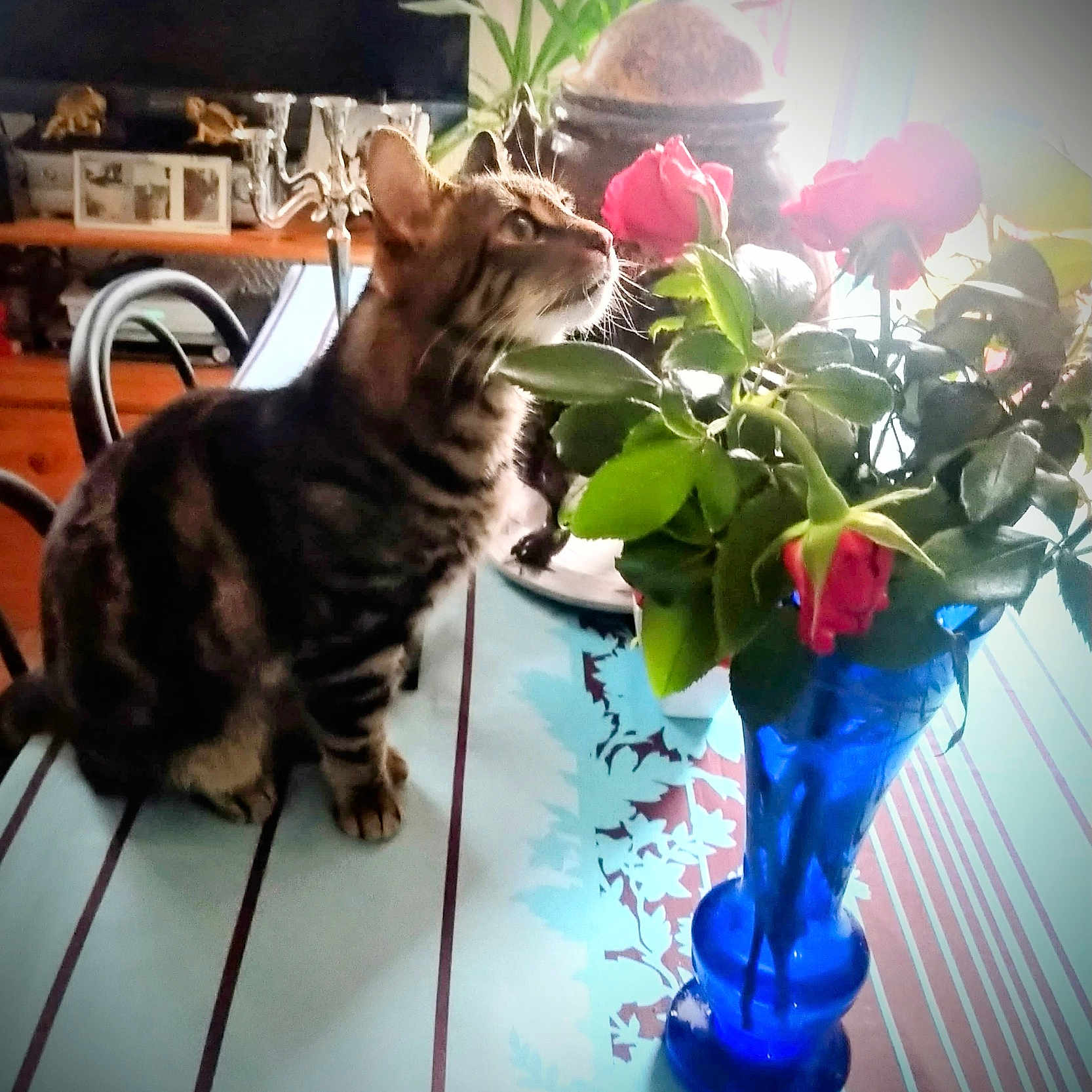 Luna participe au concours pour gagner de l'argent avec cette photo : blue_vase, candelabra, cat, cozy, curious, decor, domestic_animal, flowers, furniture, green_leaves, indoor, natural_light, pet, photo_frame, plant, roses, tabby_cat, table, tablecloth, wooden_furniture