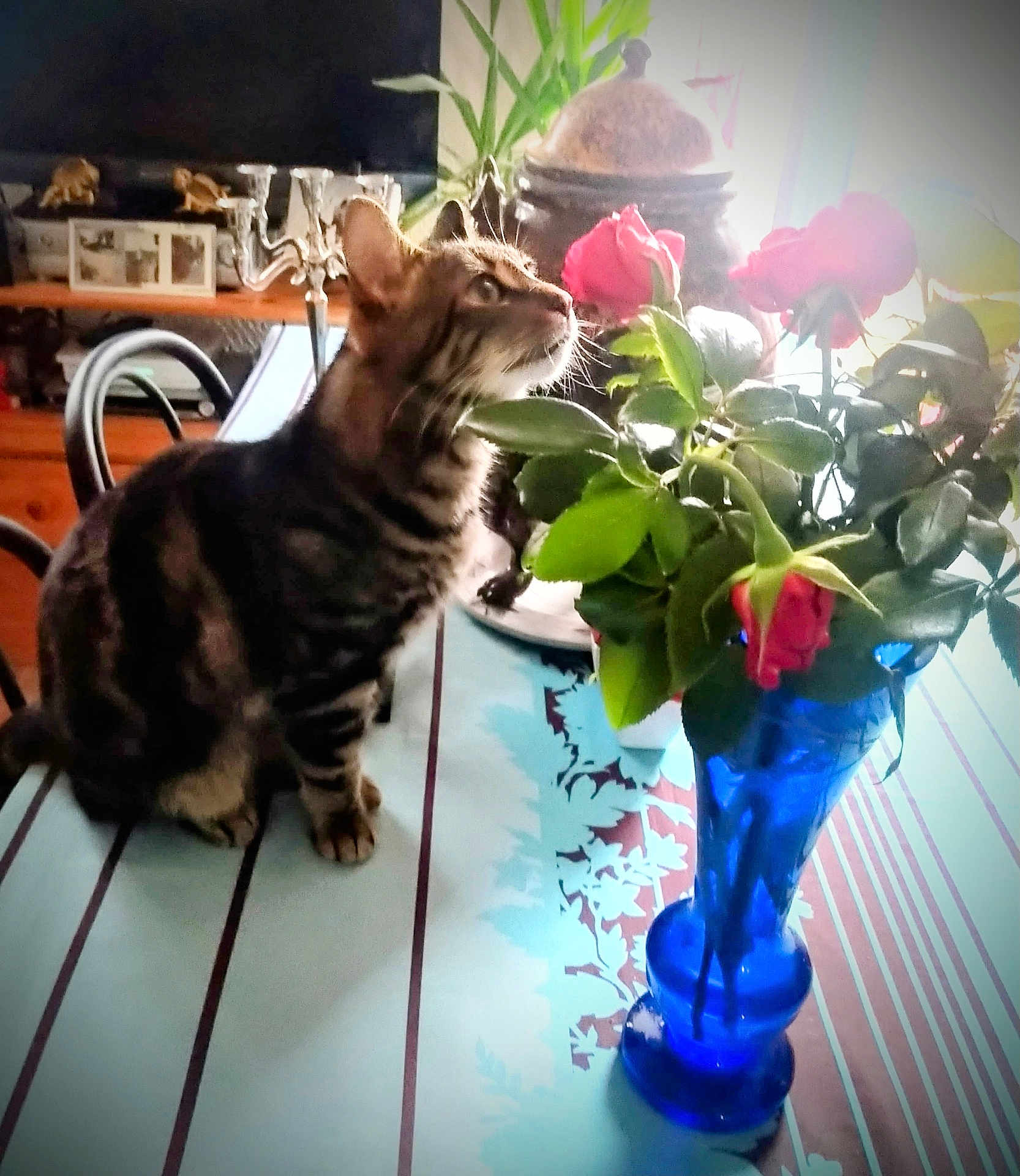 Luna participe au concours pour gagner de l'argent avec cette photo : cat, tabby_cat, flowers, roses, blue_vase, table, tablecloth, indoor, plant, candelabra, furniture, decor, natural_light, curious, pet, domestic_animal, green_leaves, wooden_furniture, photo_frame, cozy