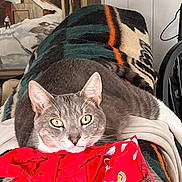 Louie is registered to the contest to win money with this photo: cat, feline, pet, gray_cat, green_eyes, whiskers, blanket, striped_blanket, red_bag, drawstring_bag, indoor, cozy, portrait, closeup, paw, painting, wall_paneling, chair, relaxed, domestic_cat