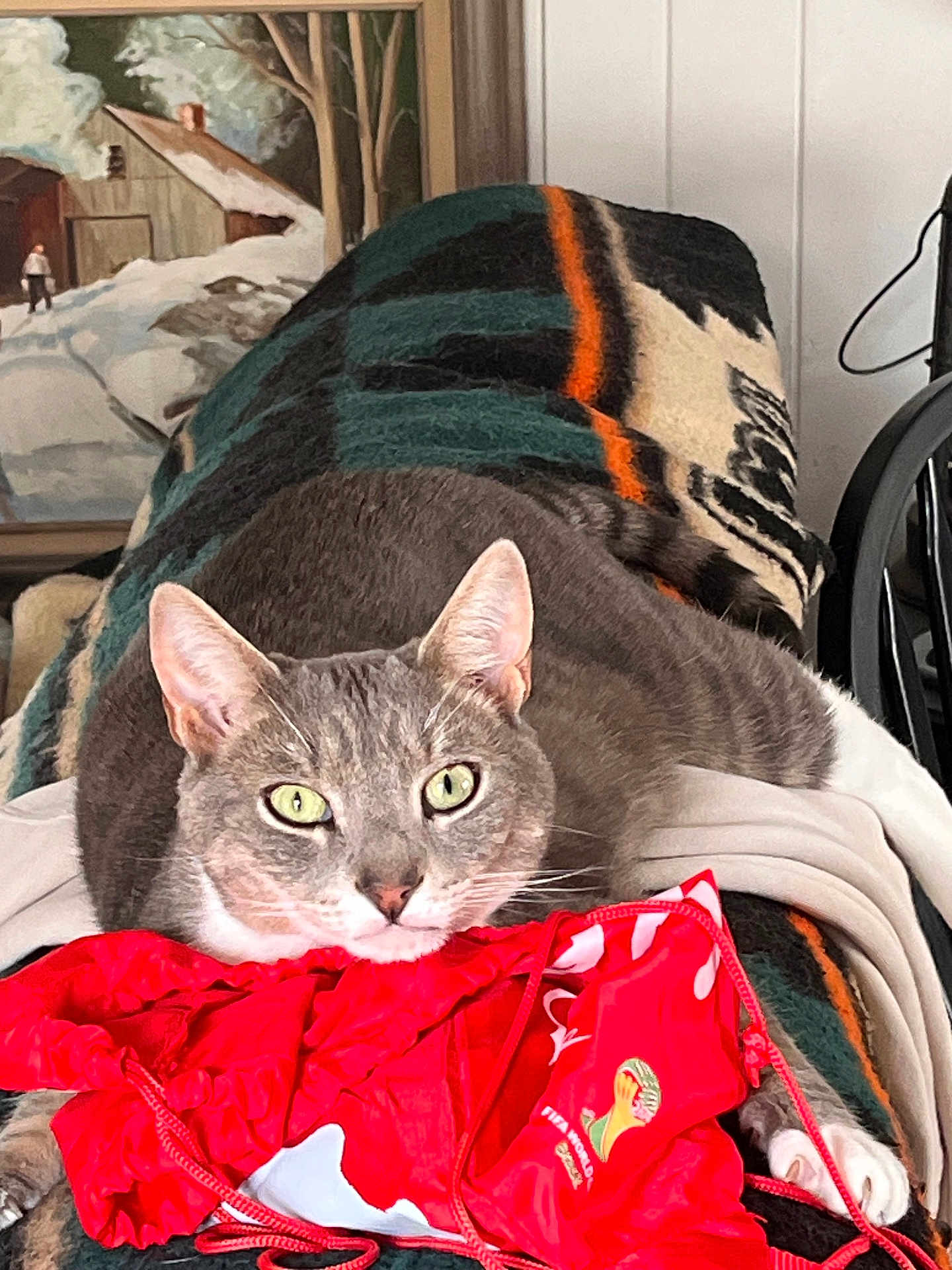 Louie is registered to the contest to win money with this photo: cat, feline, pet, gray_cat, green_eyes, whiskers, blanket, striped_blanket, red_bag, drawstring_bag, indoor, cozy, portrait, closeup, paw, painting, wall_paneling, chair, relaxed, domestic_cat