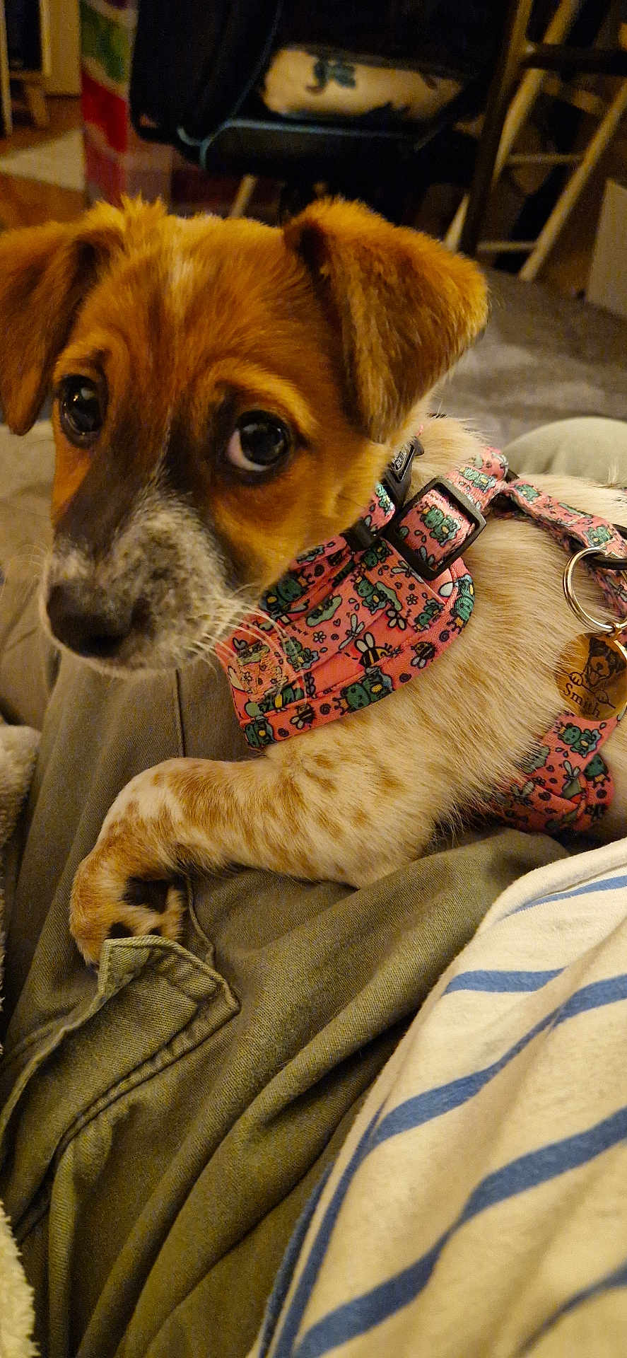 Coco joined the competition — help win amazing prizes! puppy, dog, pet, harness, close_up, indoor, lap, cute, brown, white, fur, ears, collar, animal, young, resting, looking, person, clothing, fabric