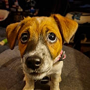 Coco joined the competition — help win amazing prizes! puppy, dog, close_up, indoor, stool, brown, white, cute, pet, animal, looking_up, expression, fur, ears, collar, domestic_animal, young, small, cushion, face