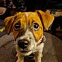 puppy, dog, close_up, indoor, stool, brown, white, cute, pet, animal, looking_up, expression, fur, ears, collar, domestic_animal, young, small, cushion, face