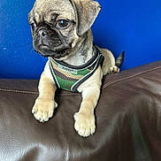 Boo joined the competition — help win amazing prizes! puppy, dog, pug, pet, animal, brown_leather, couch, indoor, blue_wall, harness, camouflage, cute, young, fur, paw, sitting, looking_away, domestic_animal, small_dog, portrait
